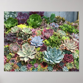 美しい多肉植物 ポスター