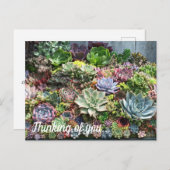 美しい多肉植物 ポストカード (正面/裏面)