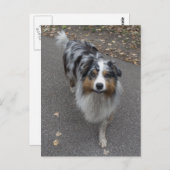 美しい多色のオーストラリアン ポストカード (正面/裏面)