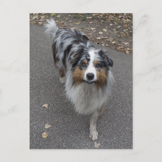 美しい多色のオーストラリアン ポストカード (正面)