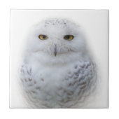 美しい夢と穏やかな雪ふくろう タイル (正面)