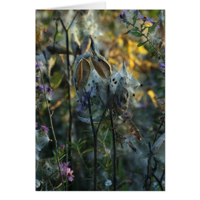 美しい夢みる人 (正面)