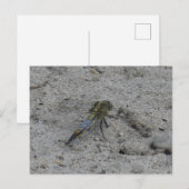 美しい大きなトンボを地上にDIYはがき ポストカード (正面/裏面)