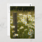 美しい大型デイジーはがき ポストカード (正面/裏面)