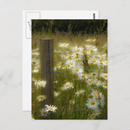美しい大型デイジーはがき ポストカード (正面/裏面)