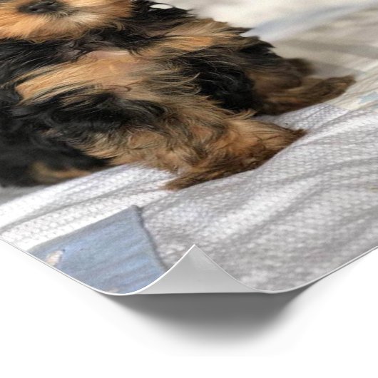 美しい子犬 ポスター (角)