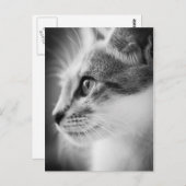 美しい子猫はがき ポストカード (正面/裏面)