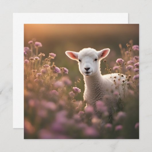 美しい子羊 (正面/裏面)