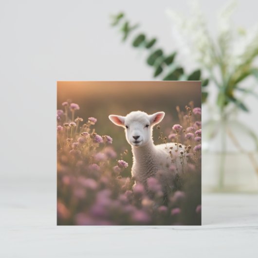 美しい子羊 (スタンド正面)