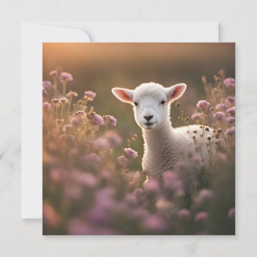 美しい子羊 (正面)