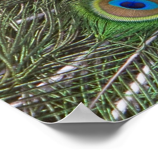 美しい孔雀のポスター ポスター (角)