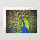 美しい孔雀の写真 ポストカード (正面/裏面)