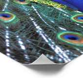 美しい孔雀の広がるカラフル羽 ポスター (角)