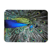美しい孔雀の広がるカラフル羽 マグネット (横)