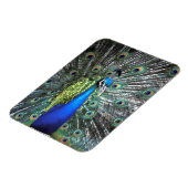 美しい孔雀の広がるカラフル羽 マグネット (左側)