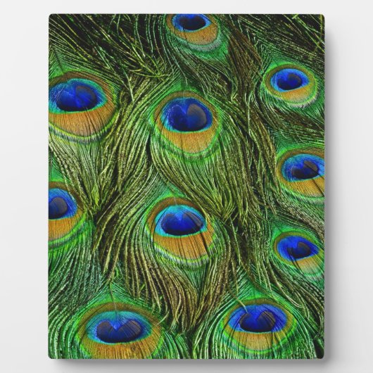 美しい孔雀の羽 フォトプラーク (正面)