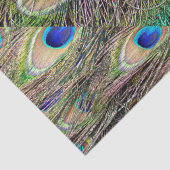 美しい孔雀の羽 薄葉紙 (詳細)