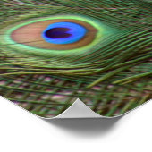 美しい孔雀の額縁のポスター ポスター (角)