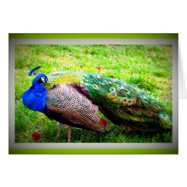 美しい孔雀 (正面横)