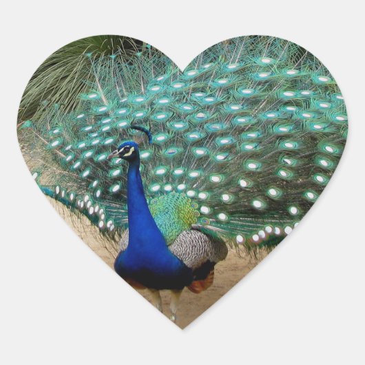 美しい孔雀 ハートシール (正面)