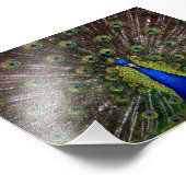 美しい孔雀 フォトプリント            (角)