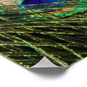 美しい孔雀 ポスター (角)