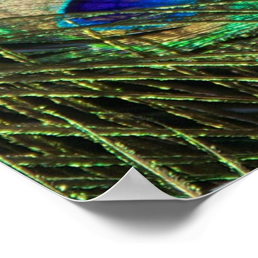 美しい孔雀 ポスター (角)