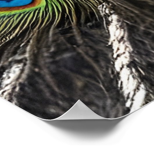 美しい孔雀 ポスター (角)