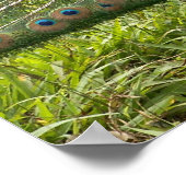 美しい孔雀 ポスター (角)