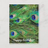 美しい孔雀 ポストカード (正面)