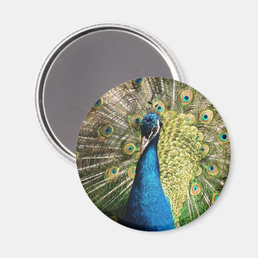 美しい孔雀 マグネット (正面/裏面)