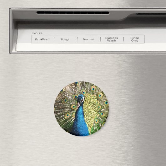 美しい孔雀 マグネット (インサイチュ (食洗機))