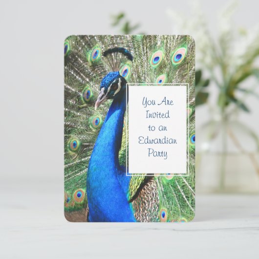 美しい孔雀 招待状 (スタンド正面)