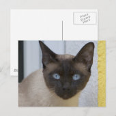 美しい封印点シャム猫 ポストカード (正面/裏面)