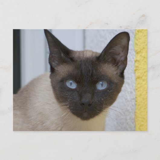 美しい封印点シャム猫 ポストカード (正面)