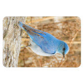 美しい山のブルーバードオンビーチログ マグネット (横)