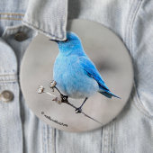 美しい山のブルーバード 缶バッジ (インサイチュ)