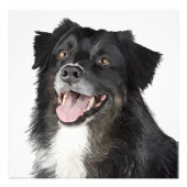 美しい幸せな犬のリアリスティックな絵 フォトプリント            (正面)