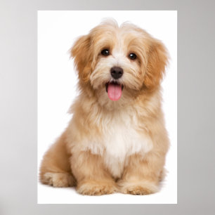美しい幸せな赤みがかったハバシの子犬の座っている ポスター