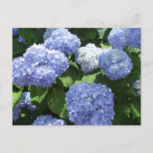美しい庭園、アジサイの花の写真 ポストカード (正面)