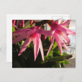 美しい復活祭サボテンの花 シーズンポストカード (正面/裏面)