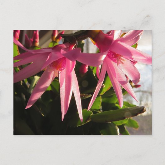 美しい復活祭サボテンの花 シーズンポストカード (正面)