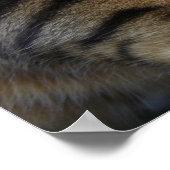 美しい忍び込むベンガル猫 ポスター (角)