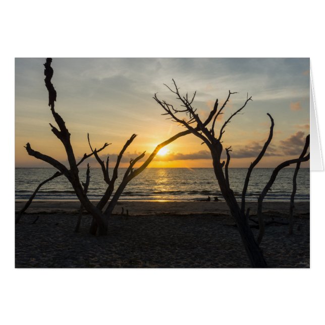 美しい愚かな朝 (正面横)