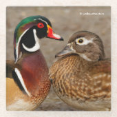 美しい感動的な瞬間 - キツツキとマガモ ガラスコースター (正面)