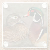 美しい感動的な瞬間 - キツツキとマガモ ガラスコースター (裏面)