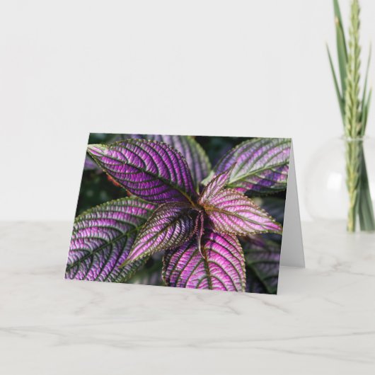 美しい挨拶状 カード (正面)