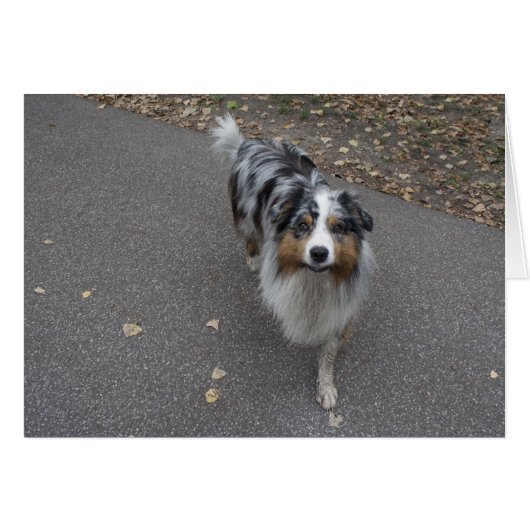 美しい数々の色のオーストラリア (正面横)