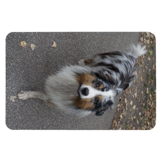 美しい数々の色のオーストラリア マグネット (横)