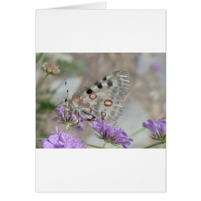 美しい斑点のある蝶 (正面)